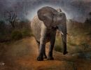elephant0119