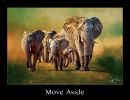 elephant0216