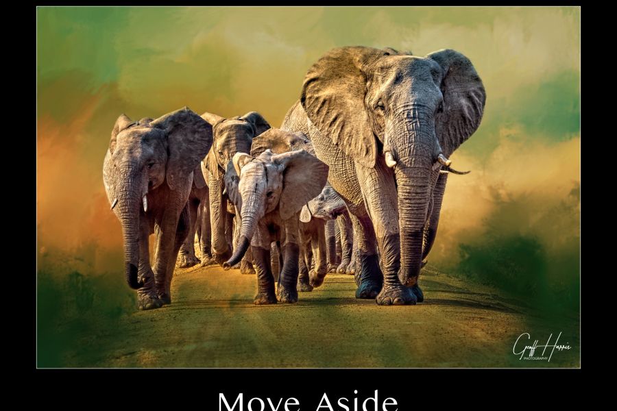 elephant0216