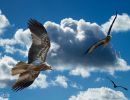 eagles