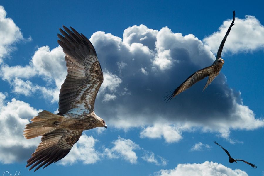 eagles
