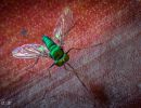 fly
