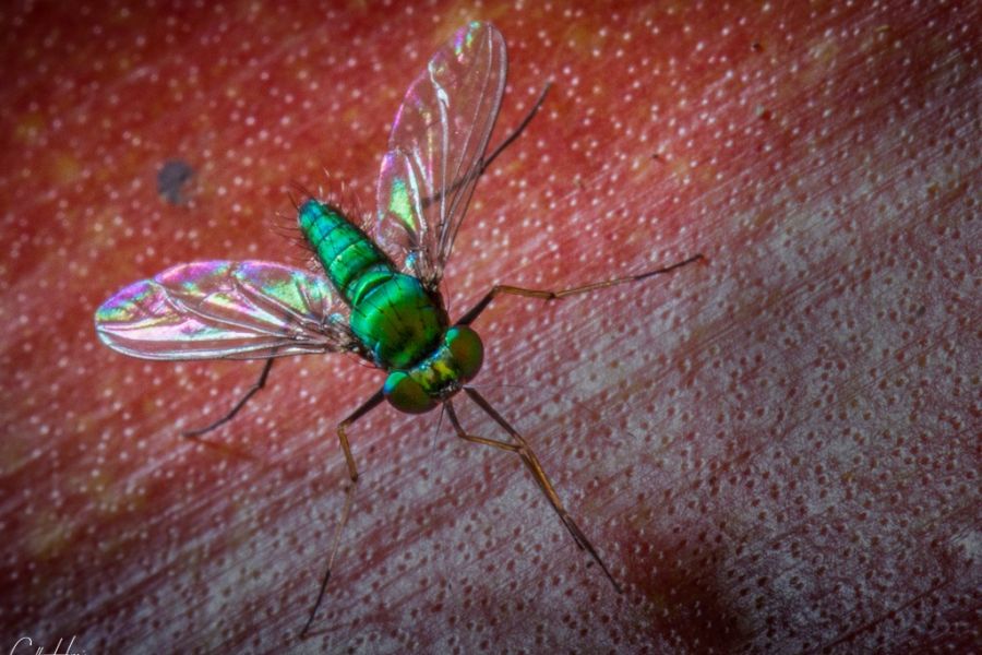 fly
