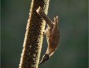 friarbird