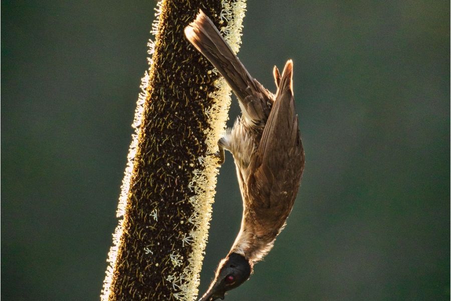 friarbird