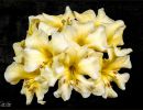 lily