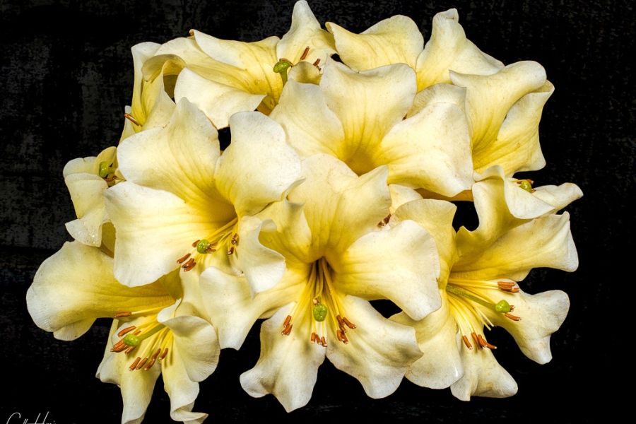 lily