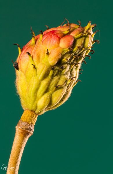 magnoliabud