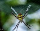 spider