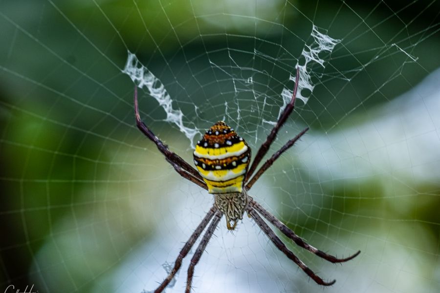 spider