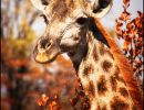 giraffe