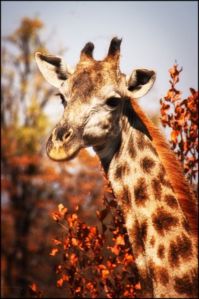 giraffe
