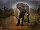 loneelephant