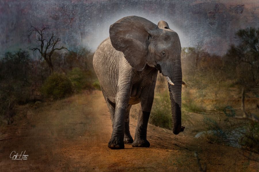 loneelephant